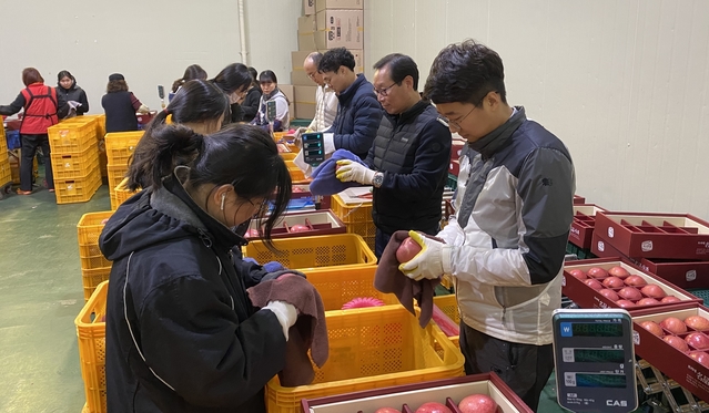 ▲ 경북농협은 지난 9일부터 23일까지 문경농협 농산물산지유통센터(APC)에서 설 명절을 앞두고 과일선별 및 포장작업 등으로 바빠진 유통현장을 돕기 위해 일손돕기에 나선다.ⓒ경북농협