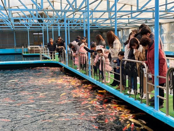 ▲ 비단잉어를 가까이서 볼 수 있는 실내양어장.ⓒ베어트리파크