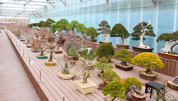 ▲ 분재를 전시해놓은 실내분재원.ⓒ베어트리파크