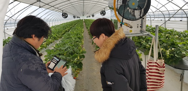 ▲ 스마트팜 딸기하우스.ⓒ청주시