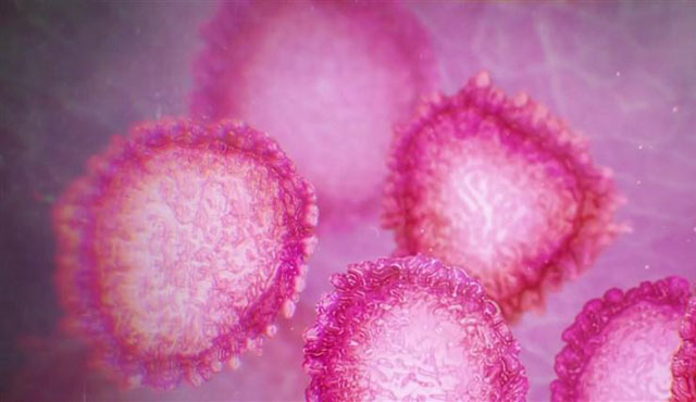 ▲ 코로나 바이러스의 전자현미경 사진. ⓒ위키피디아 공개사진.