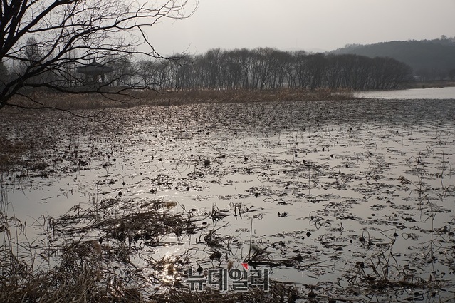 ▲ 충남 아산 신정호수에는 아름다운 갈대숲과 잎이 진 연꽃줄기, 그리고 마산정과 버드나무 숲이 아름답다.ⓒ김정원 기자