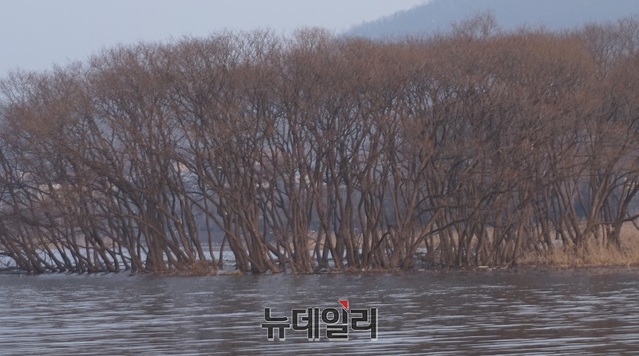▲ 신정호에 집단 군락을 이루고 있는 버드나무숲. 버드나무군락은 마치 호숫가에 소나무숲이 집단을 이루고 있는 것처럼 아름답게 보인다.ⓒ김정원 기자