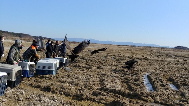 ▲ 환경부 지정 멸종위기 2급인 야생독수리 방사 장면.ⓒ충남도