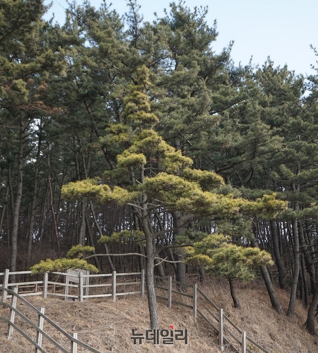 ▲ 삽시도 둘레길의 황금소나무 곰솔.ⓒ김정원 기자