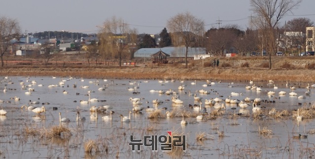 ▲ 최근 충남 당진군 합덕재에 수백마리의 고니떼가 몰려와 장관을 이루고 있다. 고니는 멸종위기 야생생물 2급으로 국가가 천연기념물 201호로 지정, 보호하고 있다.ⓒ김정원 기자