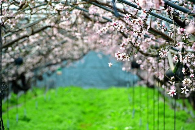 ▲ 복사꽃이 핀 장면.ⓒ청도군