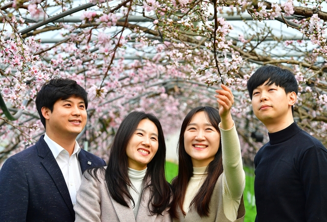 ▲ 시설하우스는 노지보다 2개월 빨리 복사꽃이 꽃망울을 터트려 5월 하순경에 수확할 예정이다.ⓒ청도군