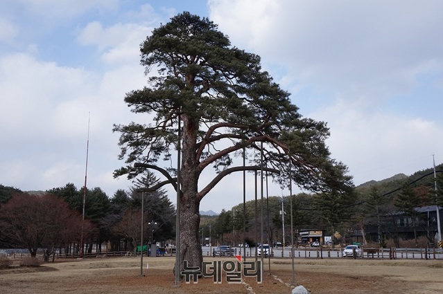 ▲ 천연기념물 제103호 속리산 정이품송.ⓒ김정원 기자