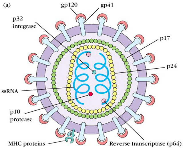 ▲ AIDS를 일으키는 HIV 바이러스. ⓒ미국 UC 산타바바라 면역학 교실 홈페이지 캡쳐.