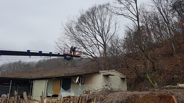 ▲ 군위군(군수 김영만)은 생활권 주변에 위치해 태풍, 폭설 등 재해 시 위험요인이 있는 피해목을 제거하는 생활권재해우려목(주택피해목)제거사업을 실시했다.ⓒ군위군