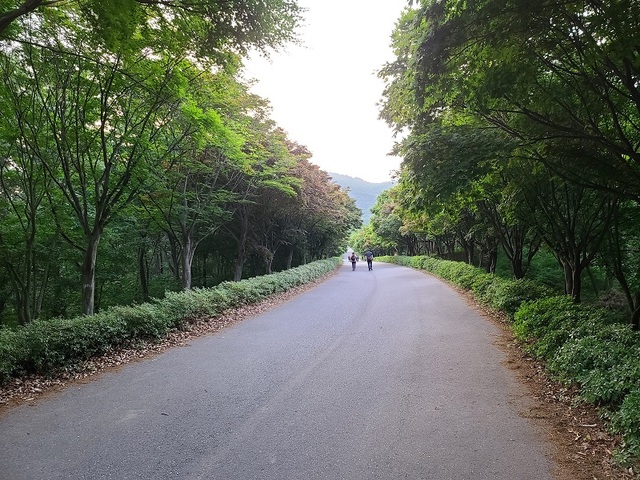 ▲ 국내 최대 단풍나무길인 충남 천안 독립기념관 단풍나무숲길. 여름에 단풍나무 숲이 우거진 파란 단풍을 보는 재미도 쏠쏠하다. 나무가 이열 종대로 나란히 탐방객들을 맞이하고 있다.ⓒ김정원 기자