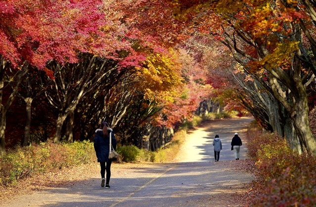 ▲ 가을에 환상적인 천안 독립기념관 단풍나무숲길.ⓒ천안시