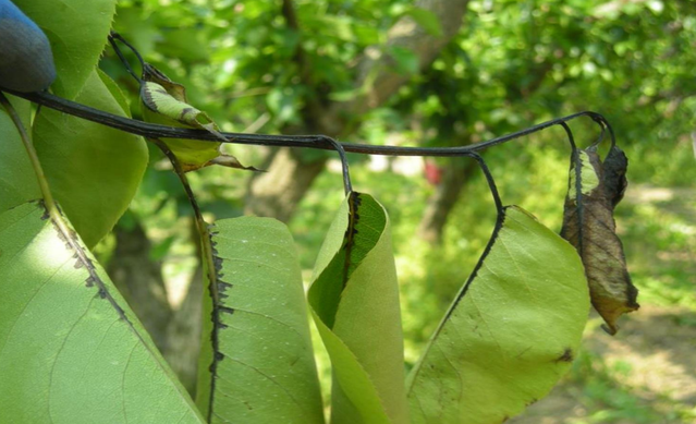 ▲ 과수화상병 사진.ⓒ예천군