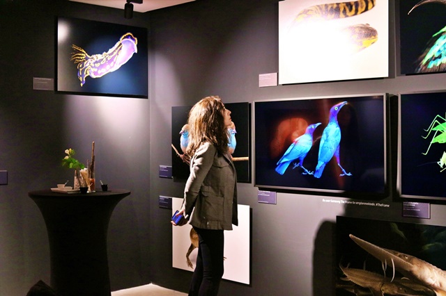 ▲ 내셔널지오그래픽 멸종위기동물사진전. ⓒ삼성전자