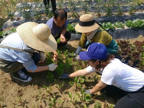 ▲ 청주시가 지난 해 운영한 공영도시텃밭 참여자 활동 사진.ⓒ청주시