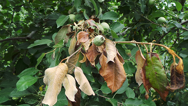 ▲ 봉화군은 과수 화상병 방제비 전액을 지원한다.ⓒ봉화군