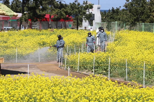 ▲ 호미곶해맞이광장 일대의 유채꽃밭을 방역하고 있는 모습.ⓒ포항시
