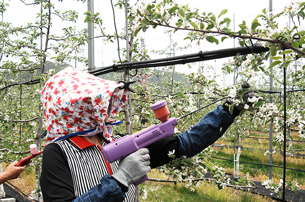 ▲ 청송군은 과수 인공수분용 꽃가루 살포기 지원사업을 추진한다.ⓒ청송군