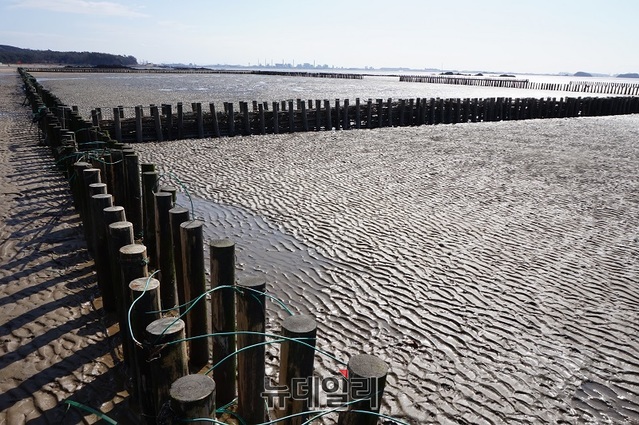 해수부가 모래 유실 등 바닷가 침식을 막기 위해 나무를 갯벌에 촘촘히 박아놓았다.ⓒ김정원 기자