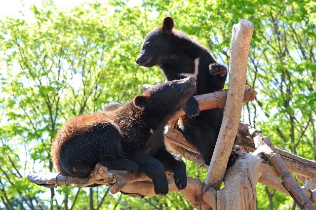 세종 베어트리파크에서 최근 부척 따뜻해진 날씨 속에 아기반달곰들의 재롱이 한창이다.ⓒ베어트리파크