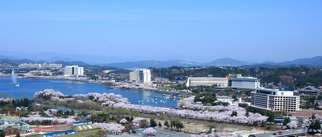 ▲ 경주 보문관광단지 벚꽃 전경.ⓒ경북문화관광공사