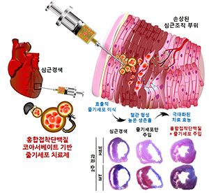 ▲ POSTECH연구팀이 홍합이 가진 강력하면서도 인체에 무해한 단백질과 줄기세포를 이용한 효과적인 심근경색용 줄기세포 치료제를 개발했다.ⓒ포스텍