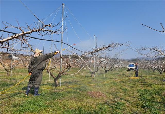 ▲ 청도군(군수 이승율)은 겨울철 이상고온으로 복숭아 세균구멍병 등 병해충 발생이 많을 것으로 예상되면서 일제 방제를 추진한다.ⓒ청도군