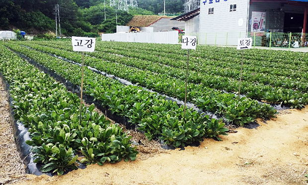 ▲ 안동시농업기술센터는 지황 재배 농가를 대상으로 올해 재배를 축소할 것을 독려하고 있다.ⓒ안동시
