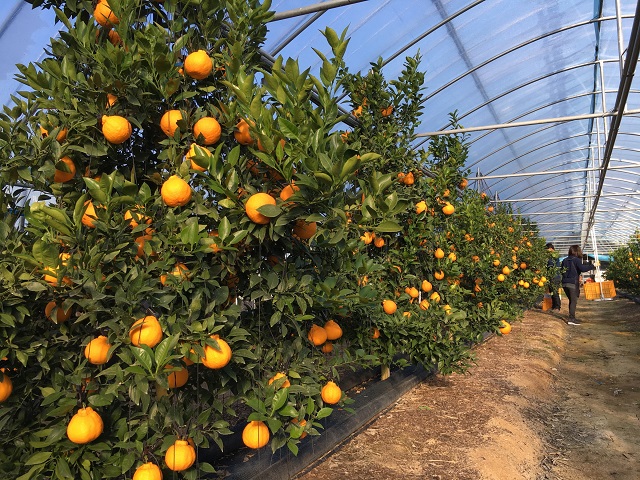 ▲ 경주시는 올해 신규 사업으로 귀농·신규농업인의 초기 영농정착을 돕고 농업창업의 금융 부담 완화를 위해 융자금의 이자를 지원해주는 ‘농업경영활성화사업 이자지원’ 사업을 추진한다.ⓒ경주시