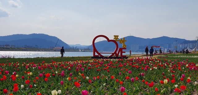 ▲ 형산강 튤립원에는 아펠톤(적색), 핑크아더(분홍), 프리삼(백색) 등 10여 종의 갖가지 튤립들이 꽃망울을 터트렸다.ⓒ포항시