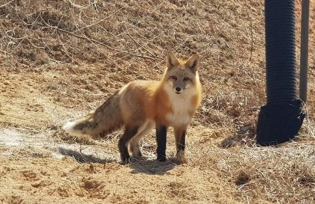 ▲ 지난 24일 세종시 조치원읍 한 복숭아 농장에서 발견된 여우 모습.ⓒ국립공원공단 생물종보전원 중부복원센터