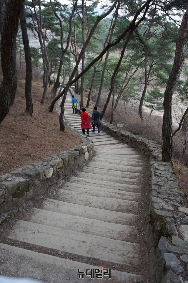 ▲ 산막이옛길 초입에 펼쳐진 돌담길이 소나무와 어우러져 아름답다.ⓒ김정원 기자