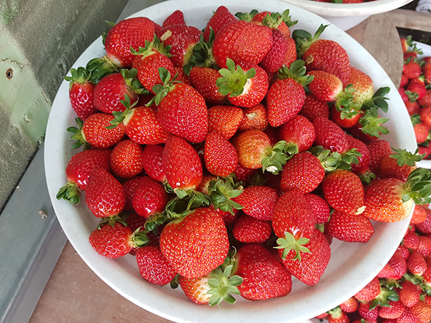 ▲ 봉화군은 코로나19로 침체에 빠진 관내 딸기 농가 소비운동을 추진한다.ⓒ봉화군