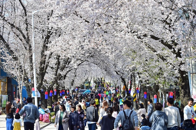 ▲ 2019년 청풍호 벚꽃축제 장면.ⓒ제천시