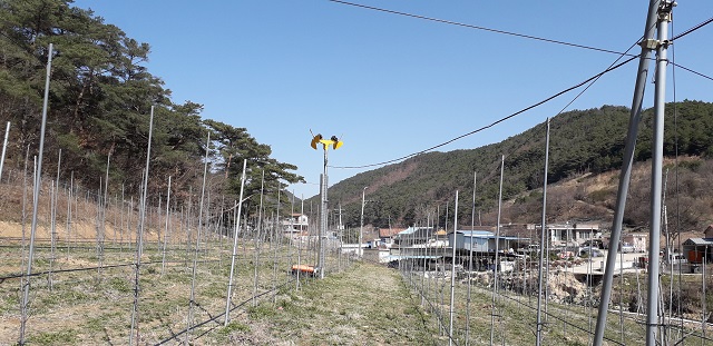 ▲ 영덕군 농업기술센터가 보급한 방상팬이 효과를 톡톡 내고 있다.ⓒ영덕군