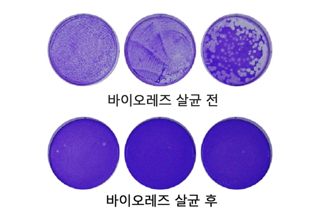 ▲ 바이오레즈에 살균된 신종 코로나바이러스. ⓒ서울반도체