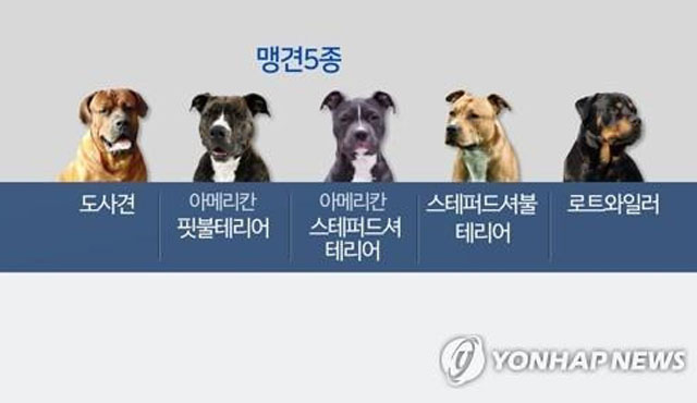 ▲ 현행법에 따라 외출시 반드시 입마개를 해야 하는 맹견 5종. 평택에서 사고의 원인이 된 개도 포함돼 있다. ⓒ연합뉴스. 무단전재 및 재배포 금지.