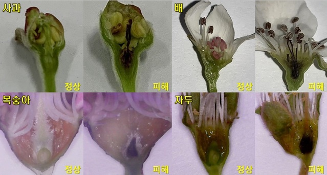 ▲ 김천시농업기술센터(소장 서범석)는 꽃이 핀 과수의 저온 피해 최소화를 위해 사후 관리가 필요하다고 말했다.ⓒ김천시