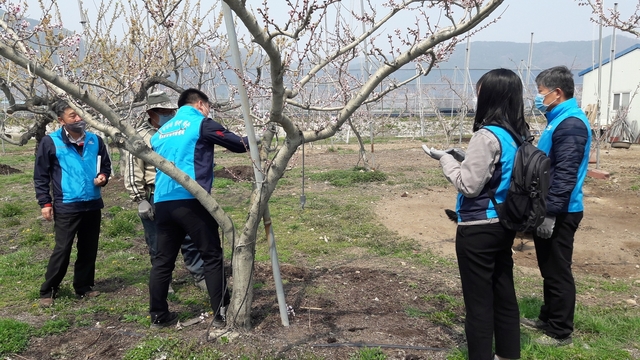 ▲ 청도군(군수 이승율)은 본격적인 영농철을 맞아 농작물 병해충 발생에 선제대응하기 위한 ‘농작물 병해충 전문 예찰단’을 운영하고 있다.ⓒ청도군