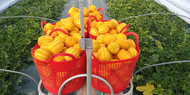 ▲ 대구 달성군(군수 김문오)은 코로나19 확산으로 인해 대구․경북의 지역 경제가 어려운 요즘도 고품질 농산물 생산으로 가격 경쟁력을 지키고 있다고 밝혔다.ⓒ달성군