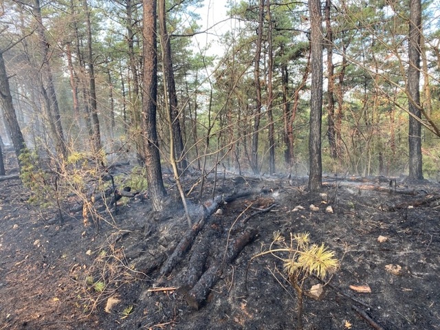 ▲ 지난 12일 오후 7시 30분쯤 서산시 대산읍 확곡리 산 181번지에서 원인을 알 수 없는 산불이 발생, 11시간여 만인 13일 아침 진화 완료했다. 사진은 산불로 인해 불탄 모습.ⓒ충남도