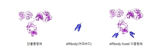 ▲ 왼쪽부터 단클론항체, Affibody(어피바디), Affibody-fused 이중항체 ⓒ앱클론