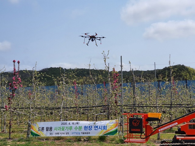 ▲ 포항시는 드론을 활용한 사과 꽃가루 인공수분 연시회를 가졌다.ⓒ포항시