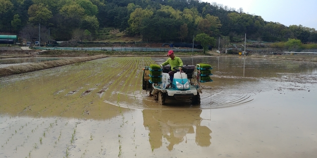 ▲ 대구 달성군(군수 김문오)은 하빈면의 첫 모내기가 지난 20일 이종욱(51)씨의 논에서 이뤄졌다고 밝혔다.ⓒ달성군