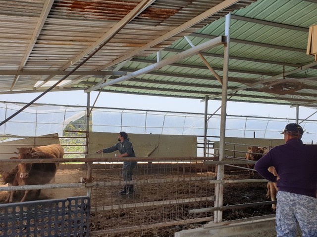 ▲ 김천시는 구제역 유입방지를 위해 관내 우제류농가(소, 염소, 사슴)에 대한 구제역백신 일제접종을 실시한다.ⓒ김천시