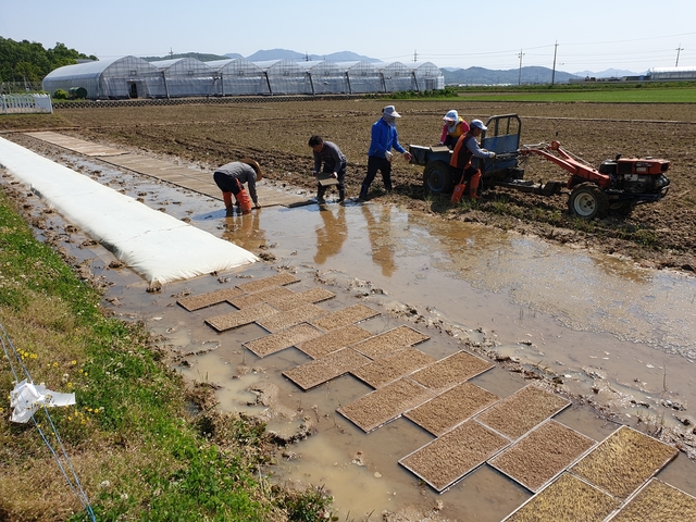 ▲ 구미시농업기술센터(소장 주대현)는 27일부터 다음달 5일까지 못자리 관리 중점 지도 기간으로 정하고 현장 지도를 실시할 계획이다.ⓒ구미시