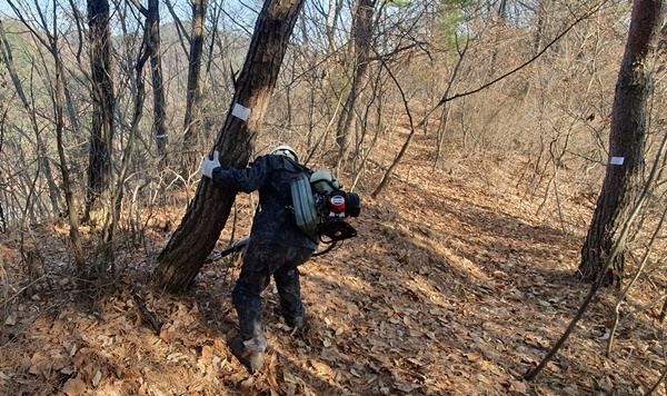 ▲ 소나무 재선충병에 걸린 고사목을 베어내고 있다.ⓒ진천군