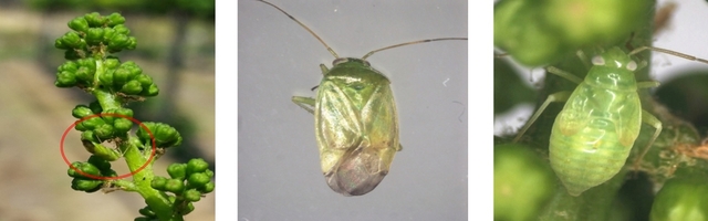 ▲ 김천시농업기술센터는 포도 영농철이 다가옴에 따라 해충의 피해를 예방하기 위한 적기방제를 당부했다.ⓒ김천시농업기술센터