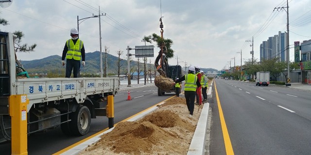 ▲ 김천시(시장 김충섭)는 김천IC입구~대곡삼거리 구간 중앙분리대 내 소나무 식재 공사를 추진했다.ⓒ김천시